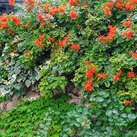 L'ulivina - Entspannung Garten Sonnenterrasse By Interhome Дом отдыха *