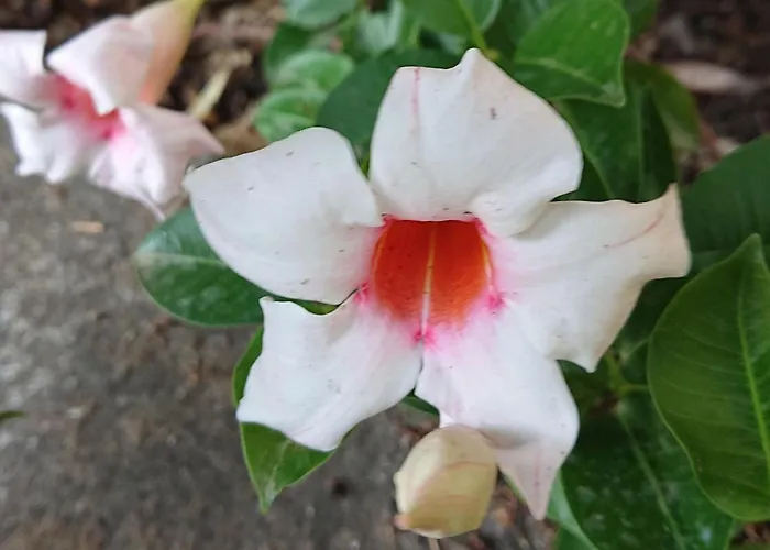 L'ulivina - Entspannung Garten Sonnenterrasse By Interhome * Półwysep Sorrentyński