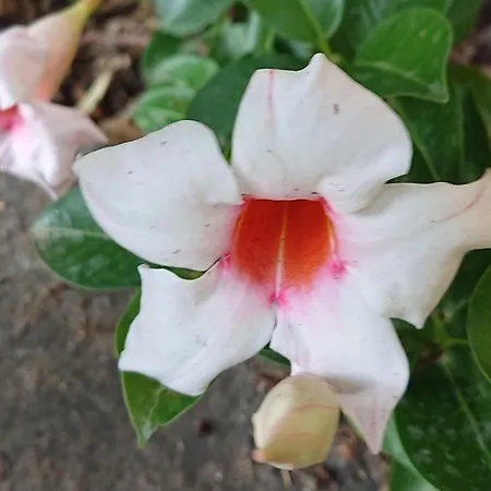 L'ulivina - Entspannung Garten Sonnenterrasse By Interhome * Sorrent